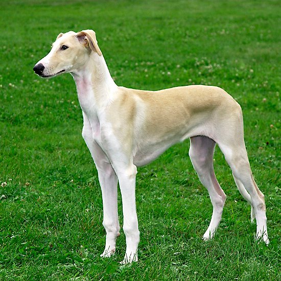 Images of Polish Greyhound
